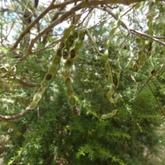 Acacia parramattensis at Borough, NSW - 16 Dec 2022