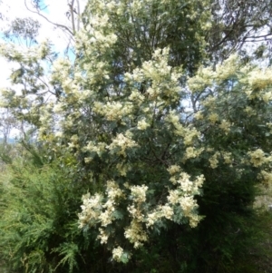 Acacia parramattensis at Borough, NSW - 16 Dec 2022