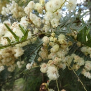 Acacia parramattensis at Borough, NSW - 16 Dec 2022