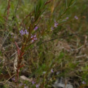 Lythrum hyssopifolia at Borough, NSW - 16 Dec 2022