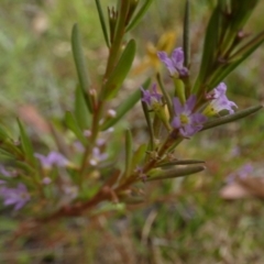 Lythrum hyssopifolia at Borough, NSW - 16 Dec 2022