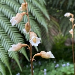 Gastrodia sesamoides (Cinnamon Bells) at Burradoo, NSW - 17 Dec 2022 by GlossyGal