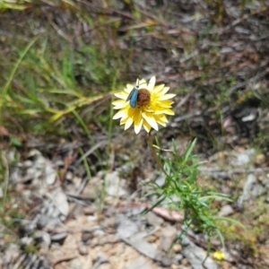 Pollanisus (genus) at Bruce, ACT - 17 Dec 2022