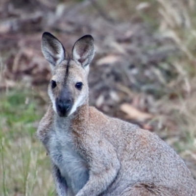 Notamacropus rufogriseus (Red-necked Wallaby) at Moruya, NSW - 16 Dec 2022 by LisaH