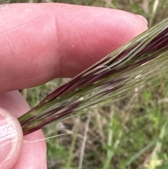 Nassella neesiana (Chilean Needlegrass) at Molonglo Valley, ACT - 17 Dec 2022 by lbradley