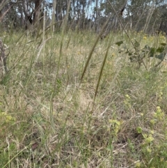 Nassella neesiana at Yarralumla, ACT - 17 Dec 2022