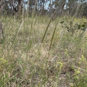 Nassella neesiana at Yarralumla, ACT - 17 Dec 2022