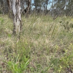 Nassella neesiana at Yarralumla, ACT - 17 Dec 2022