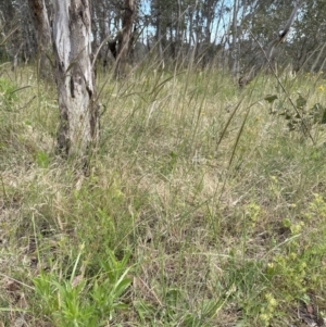 Nassella neesiana at Yarralumla, ACT - 17 Dec 2022 05:17 PM