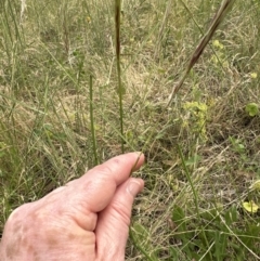 Nassella neesiana at Yarralumla, ACT - 17 Dec 2022