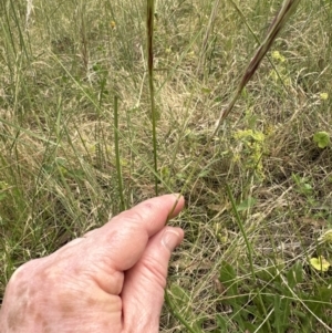 Nassella neesiana at Yarralumla, ACT - 17 Dec 2022