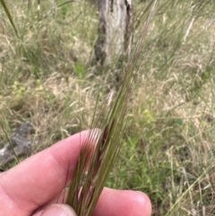 Nassella neesiana at Yarralumla, ACT - 17 Dec 2022