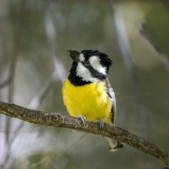 Falcunculus frontatus (Eastern Shrike-tit) at Sutton, NSW - 17 Dec 2022 by trevsci