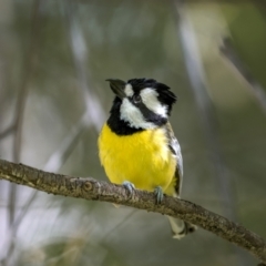 Falcunculus frontatus (Eastern Shrike-tit) at Sutton, NSW - 16 Dec 2022 by trevsci