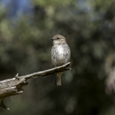 Microeca fascinans (Jacky Winter) at Sutton, NSW - 17 Dec 2022 by trevsci