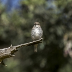 Microeca fascinans at Sutton, NSW - 17 Dec 2022