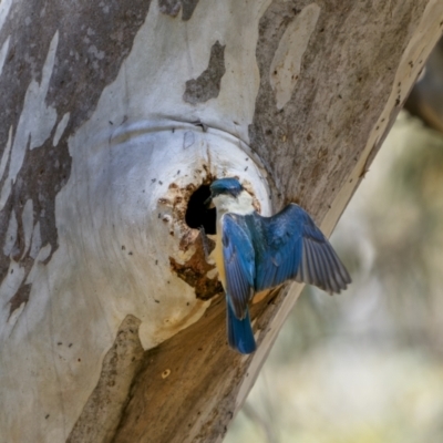 Todiramphus sanctus (Sacred Kingfisher) at Sutton, NSW - 16 Dec 2022 by trevsci