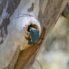 Todiramphus sanctus at Sutton, NSW - 17 Dec 2022