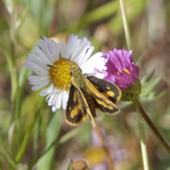 Ocybadistes walkeri (Green Grass-dart) at Chisholm, ACT - 17 Dec 2022 by roman_soroka