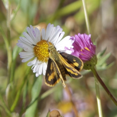 Ocybadistes walkeri (Green Grass-dart) at Chisholm, ACT - 17 Dec 2022 by RomanSoroka