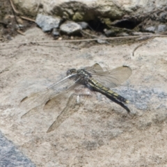 Orthetrum caledonicum (Blue Skimmer) at Gordon, ACT - 17 Dec 2022 by roman_soroka