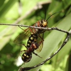 Agriomyia sp. (genus) (Yellow flower wasp) at Bundanoon, NSW - 23 Nov 2022 by GlossyGal