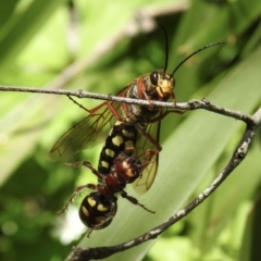 Agriomyia sp. (genus) (Yellow flower wasp) at Bundanoon, NSW - 22 Nov 2022 by GlossyGal