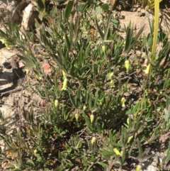 Billardiera scandens (Hairy Apple Berry) at Rendezvous Creek, ACT - 17 Dec 2022 by LOz