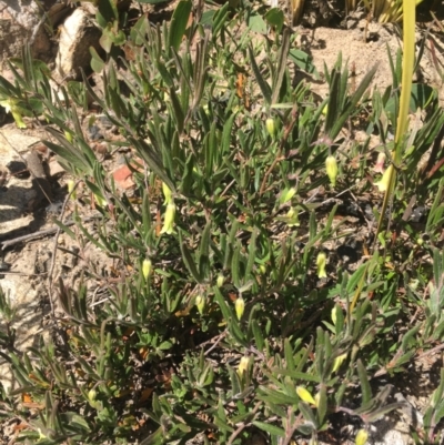 Billardiera scandens (Hairy Apple Berry) at Rendezvous Creek, ACT - 16 Dec 2022 by LOz