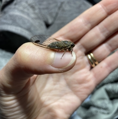 Galanga labeculata (Double-spotted cicada) at Fisher, ACT - 17 Dec 2022 by Vera