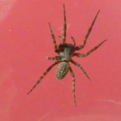Badumna sp. (genus) (Lattice-web spider) at Emu Creek - 17 Dec 2022 by JohnGiacon