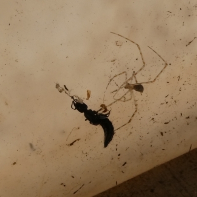 Cryptachaea gigantipes (White porch spider) at Belconnen, ACT - 14 Dec 2022 by jgiacon