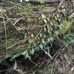 Pyrrosia rupestris (Rock Felt Fern) at Broulee, NSW - 28 Nov 2022 by Tapirlord