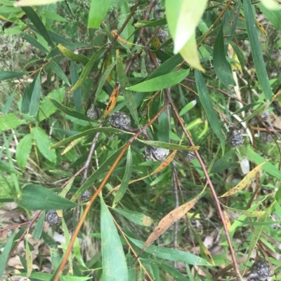 Hakea salicifolia (Willow-leaved Hakea) at Lilli Pilli, NSW - 28 Nov 2022 by Tapirlord