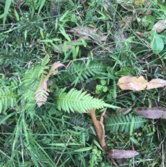 Blechnum neohollandicum (Prickly Rasp Fern) at Lilli Pilli, NSW - 28 Nov 2022 by Tapirlord