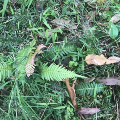 Blechnum neohollandicum (Prickly Rasp Fern) at Lilli Pilli, NSW - 28 Nov 2022 by Tapirlord