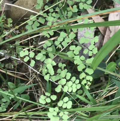 Adiantum aethiopicum (Common Maidenhair Fern) at Lilli Pilli, NSW - 28 Nov 2022 by Tapirlord