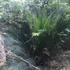 Macrozamia communis (Burrawang) at Lilli Pilli, NSW - 28 Nov 2022 by Tapirlord