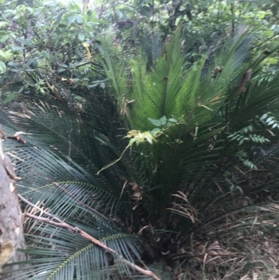 Macrozamia communis (Burrawang) at Lilli Pilli, NSW - 28 Nov 2022 by Tapirlord