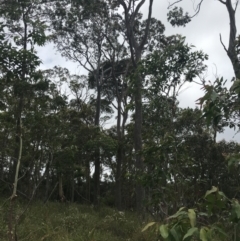 Corymbia maculata (Spotted Gum) at Surfside, NSW - 28 Nov 2022 by Tapirlord