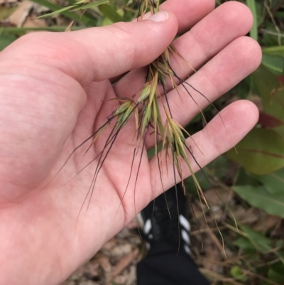 Themeda triandra (Kangaroo Grass) at Batemans Bay, NSW - 28 Nov 2022 by Tapirlord