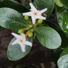 Alyxia buxifolia (Sea Box) at Surfside, NSW - 28 Nov 2022 by Tapirlord