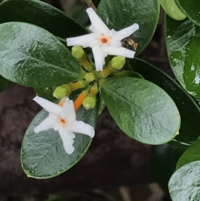 Alyxia buxifolia (Sea Box) at Surfside, NSW - 28 Nov 2022 by Tapirlord