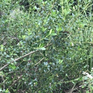 Alyxia buxifolia at Surfside, NSW - 28 Nov 2022 11:40 AM