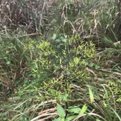 Senecio minimus (Shrubby Fireweed) at Surfside, NSW - 28 Nov 2022 by Tapirlord