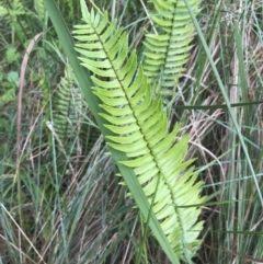 Pellaea falcata (Sickle Fern) at Surfside, NSW - 28 Nov 2022 by Tapirlord