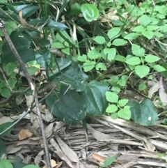 Smilax australis (Barbed-Wire Vine) at Depot Beach, NSW - 30 Nov 2022 by Tapirlord