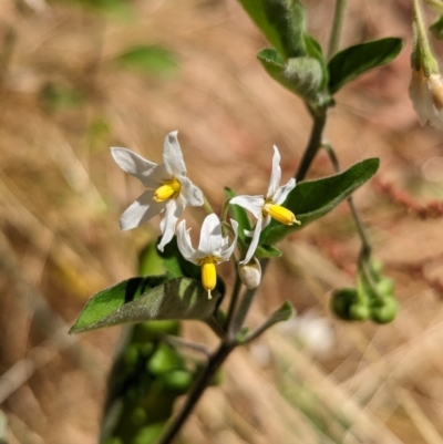 Solanum chenopodioides (Whitetip Nightshade) at The Pinnacle - 14 Dec 2022 by CattleDog