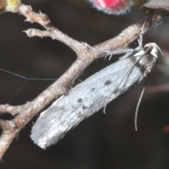 Oecophoridae (family) at Tinderry, NSW - 17 Dec 2022 by Harrisi