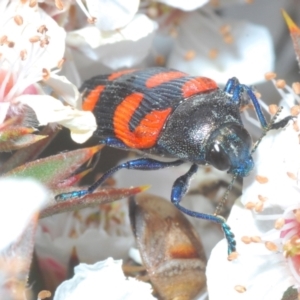 Castiarina thomsoni at Tinderry, NSW - 17 Dec 2022 02:17 PM